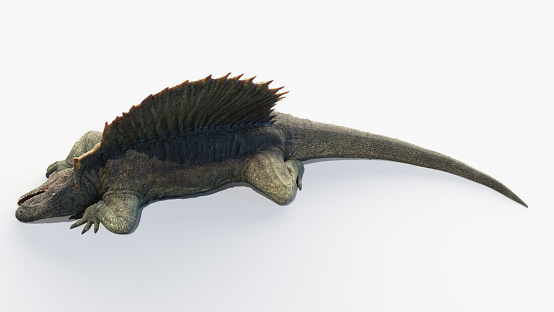 Dimetrodon, illustration