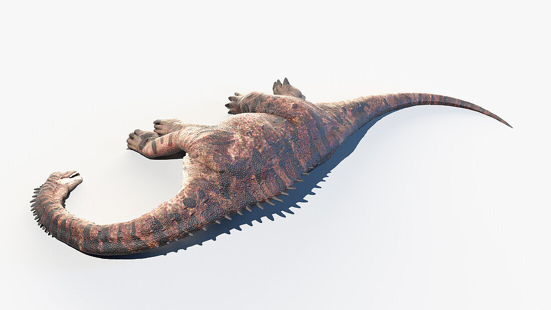 Europasaurus, illustration