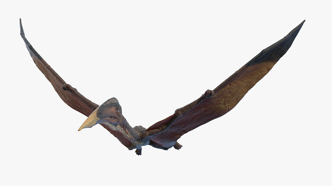 Hatzegopteryx, illustration