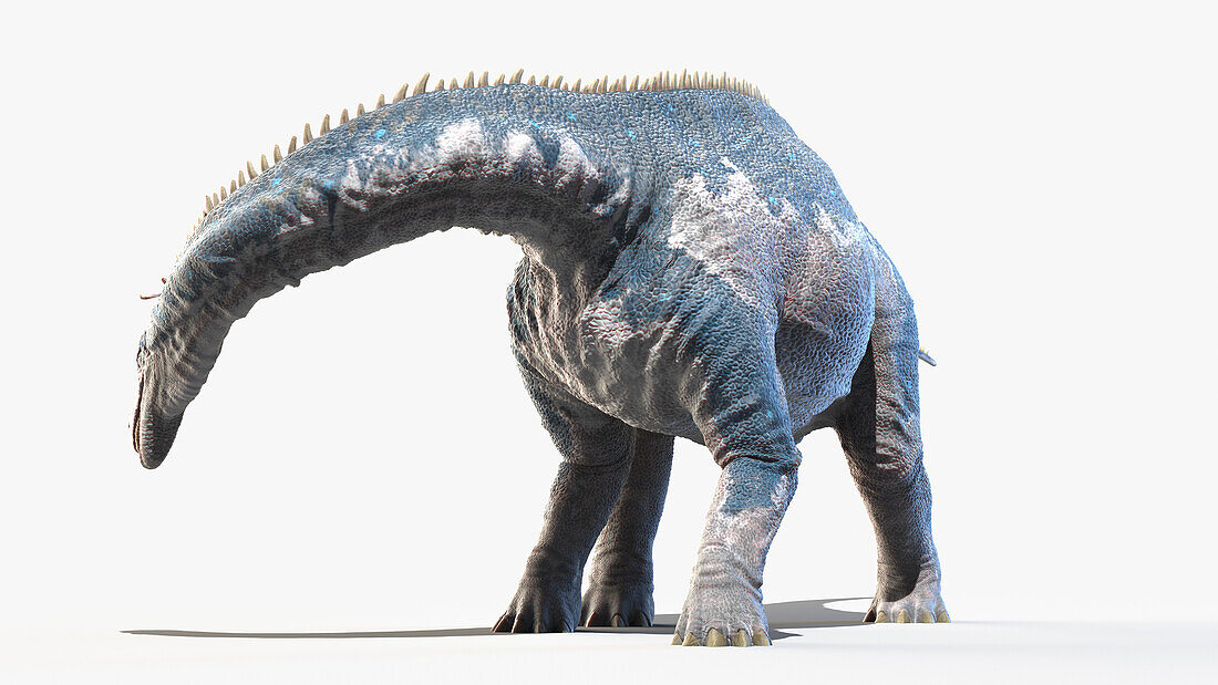 Isanosaurus, illustration