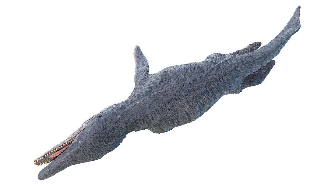 Kronosaurus, illustration