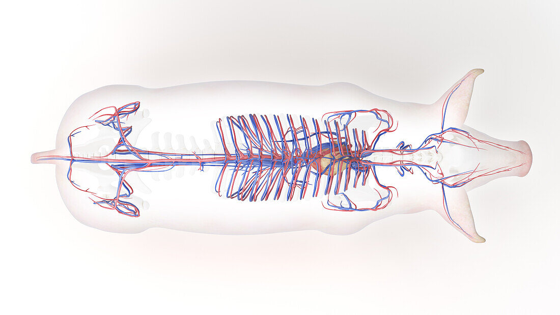 Pig vascular system, illustration