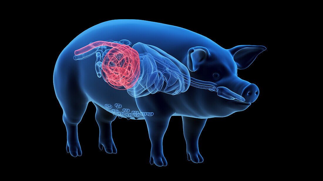 Pig colon, illustration