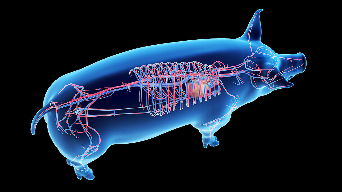 Pig vascular system, illustration