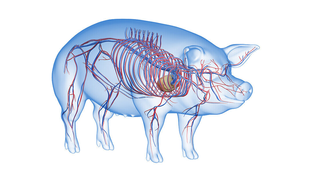 Pig vascular system, illustration