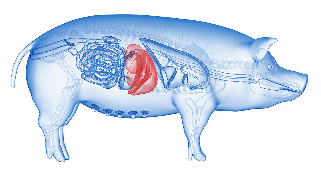 Pig liver, illustration