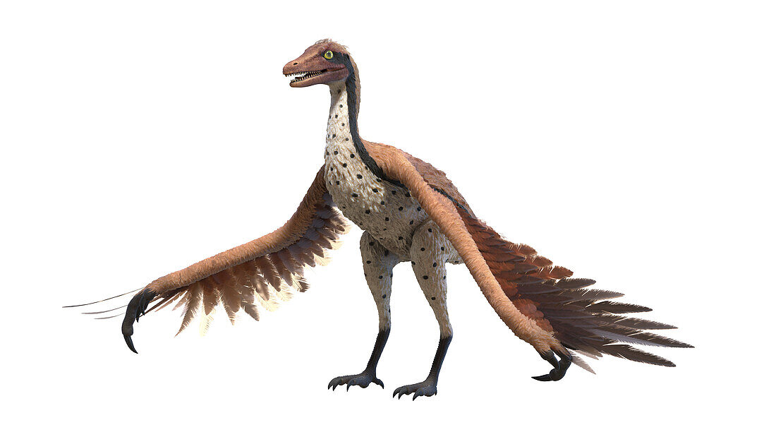 Archaeopteryx, illustration