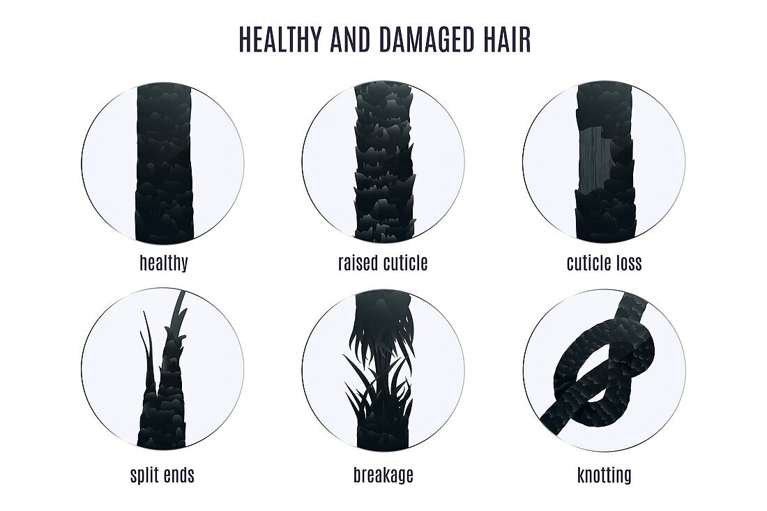 Hair damage types, illustration