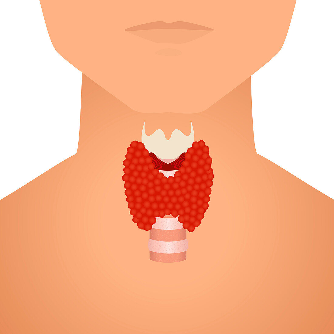 Thyroid in men, conceptual illustration