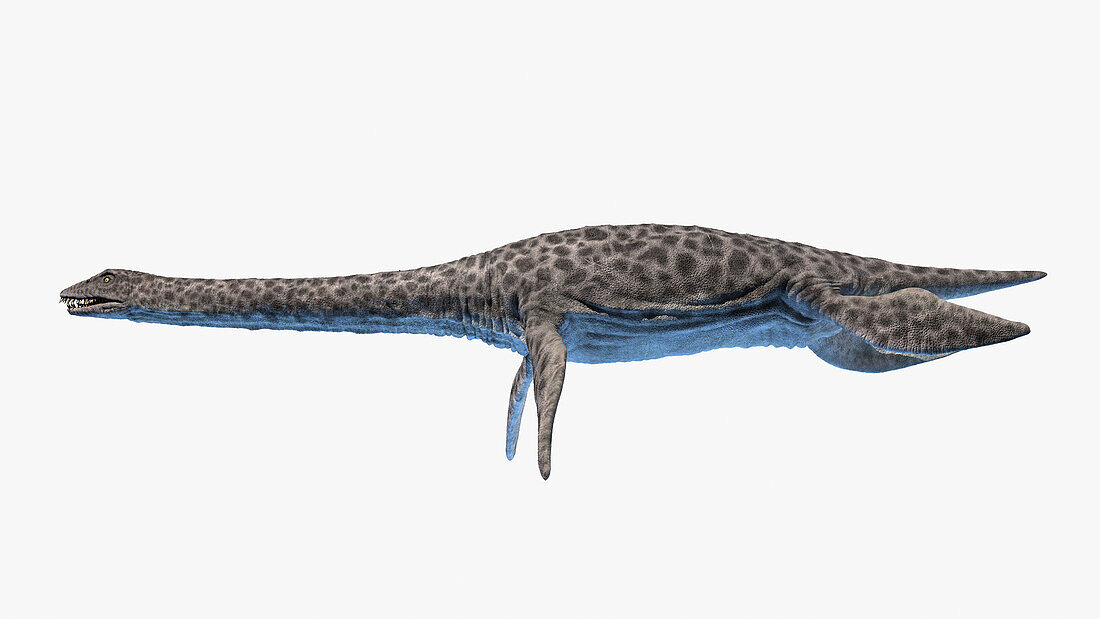 Plesiosaurus, illustration