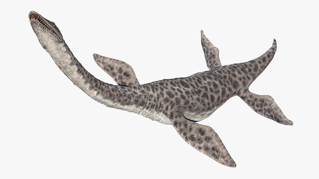 Plesiosaurus, illustration