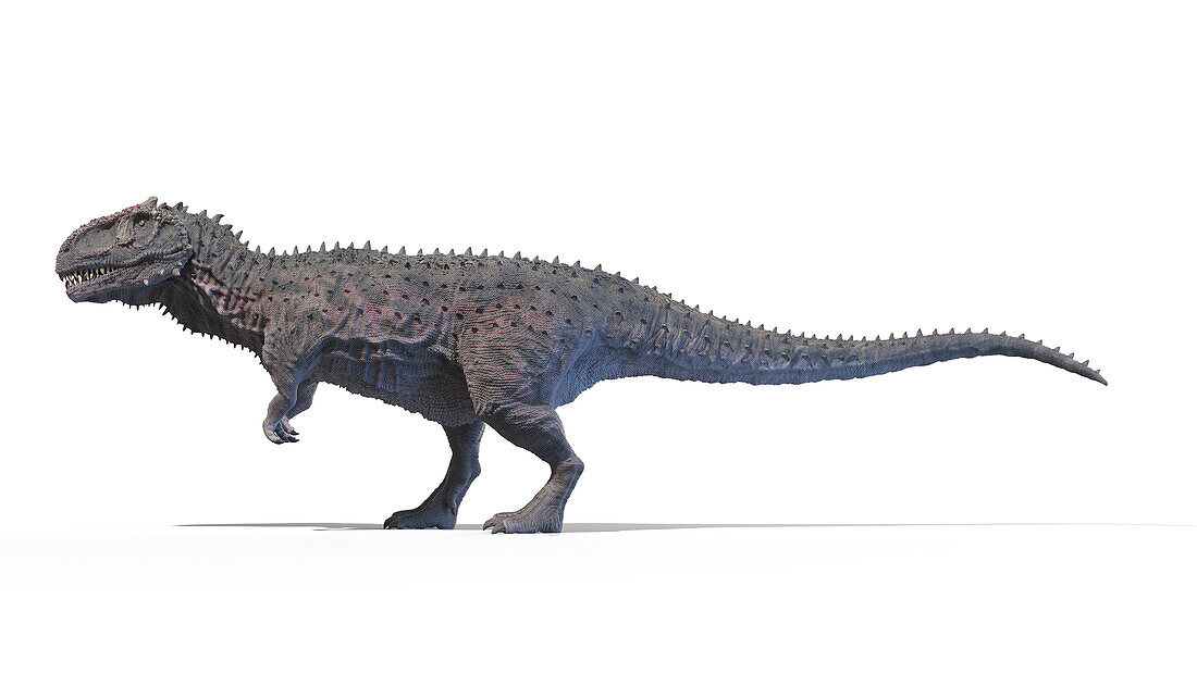 Rajasaurus, illustration