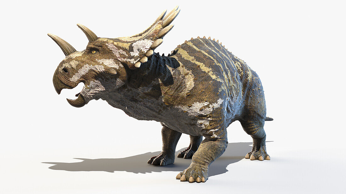 Regaliceratops, illustration