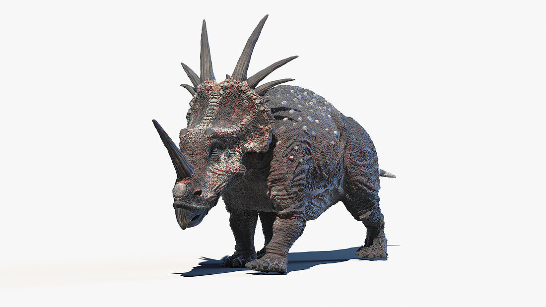 Styracosaurus, illustration