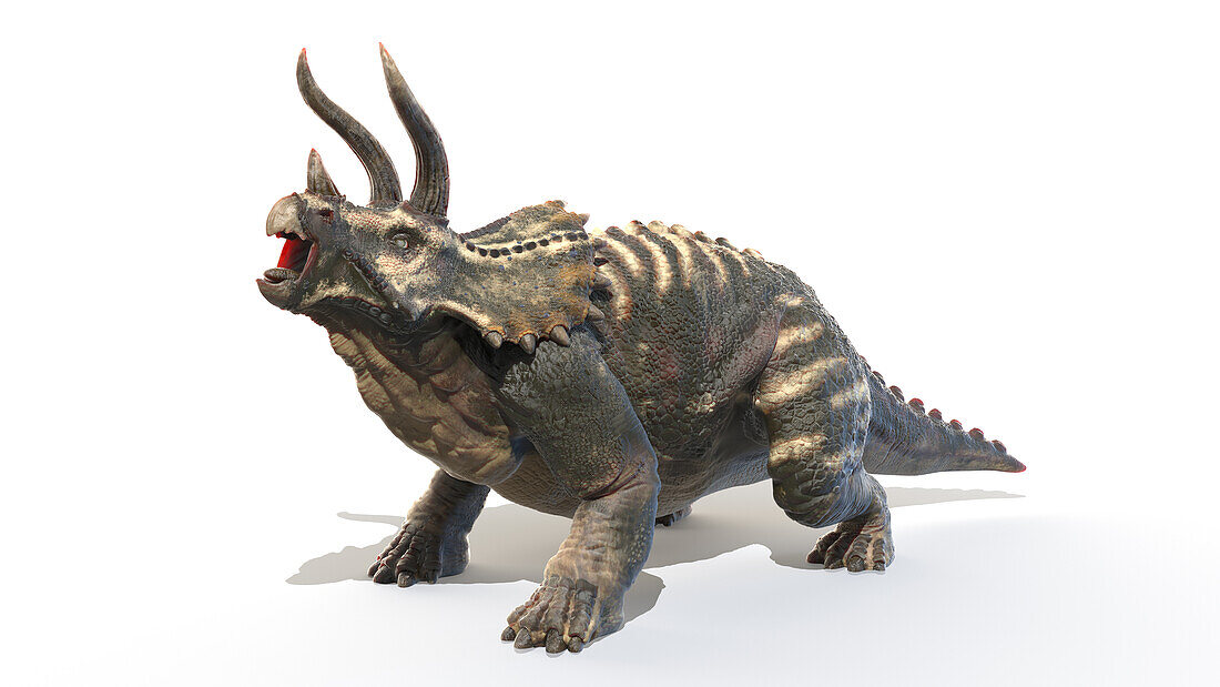 Triceratops, illustration