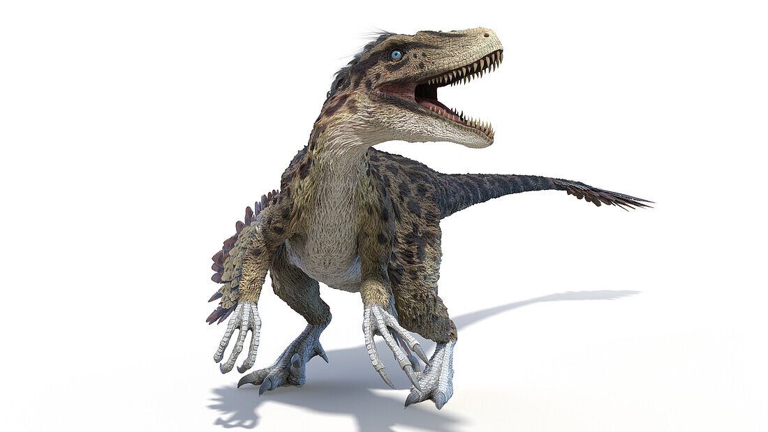 Utahraptor, illustration