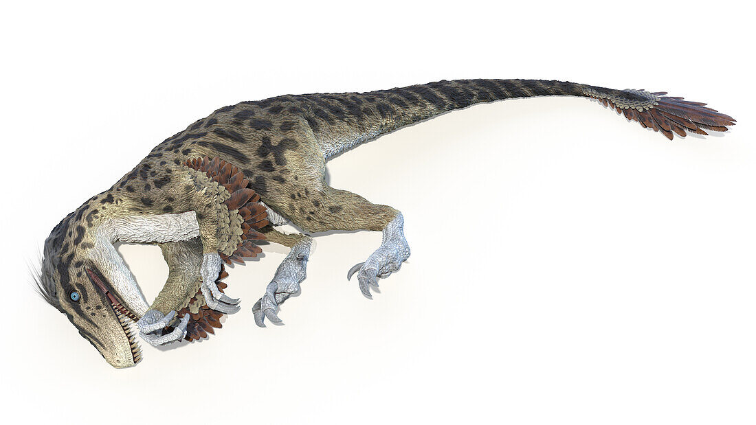 Utahraptor, illustration