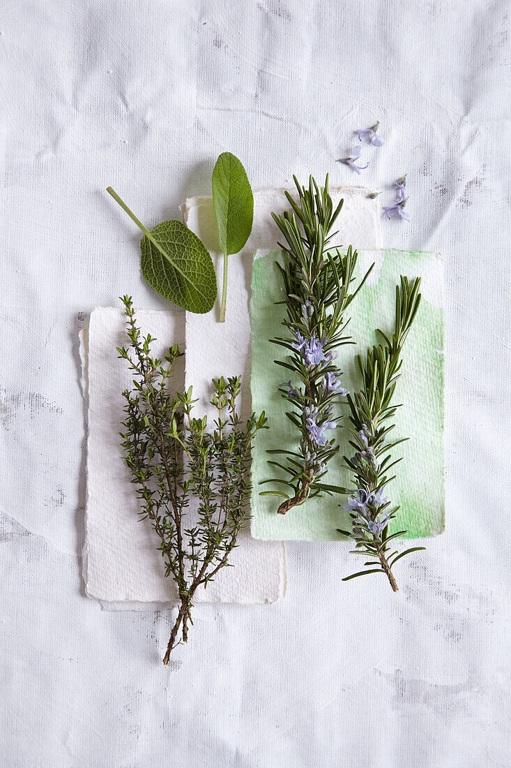 Still Life with Thyme, Rosemary, and Sage (Herbaceous, Stimulating)