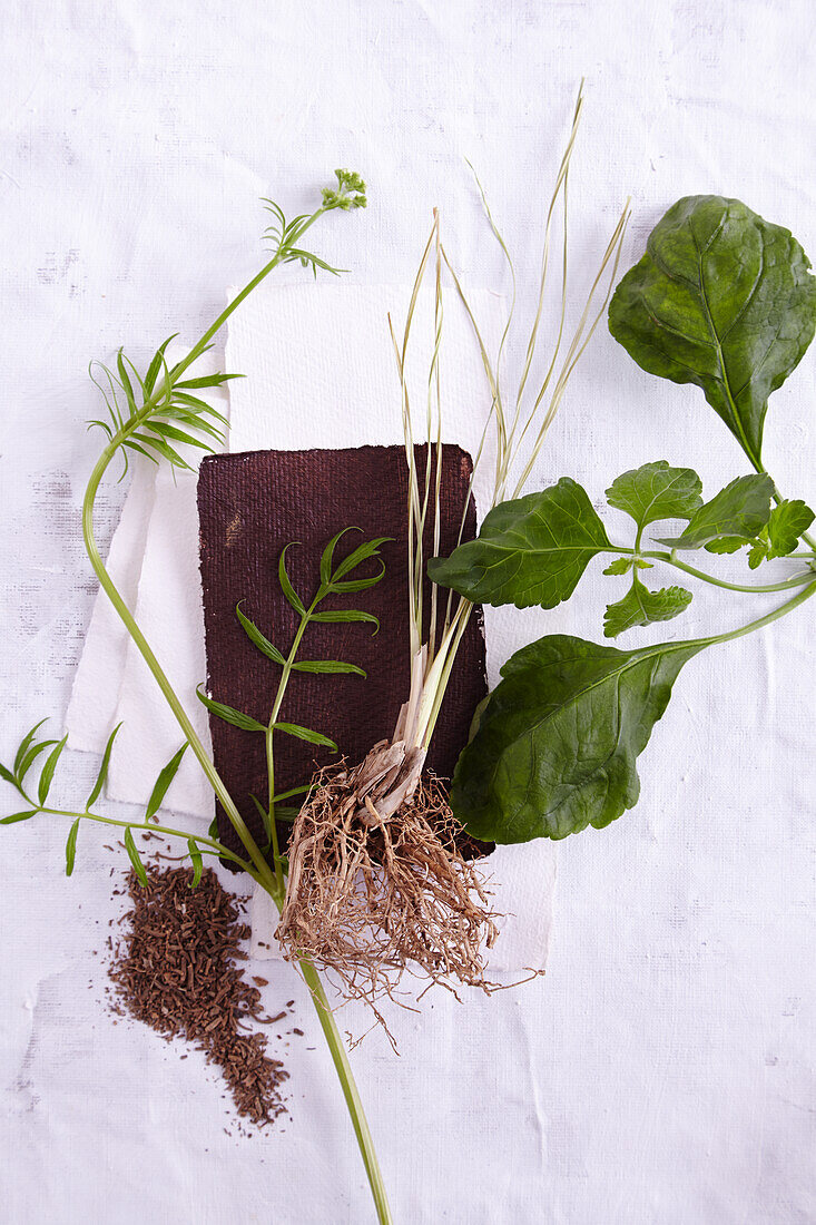 Blätter von der Patchoulipflanze, Vetiver mit Wurzel und Baldriangrün mit geriebener Wurzel (Duft erdend, beschützend)
