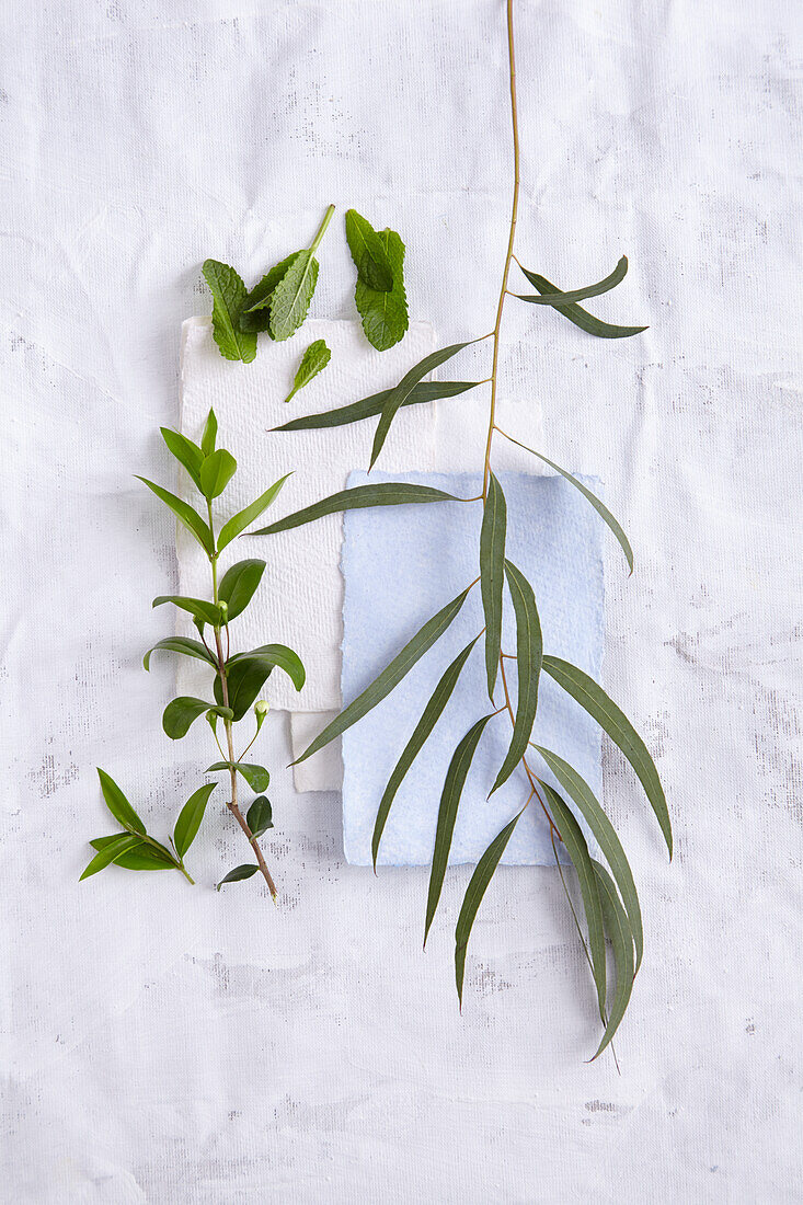 Eukalyptuszweig, Myrte und Blätter der Pfefferminze (Duft kühl, lindernd)