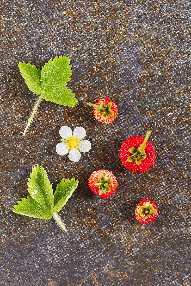 Wild strawberries with a blossom and leaves