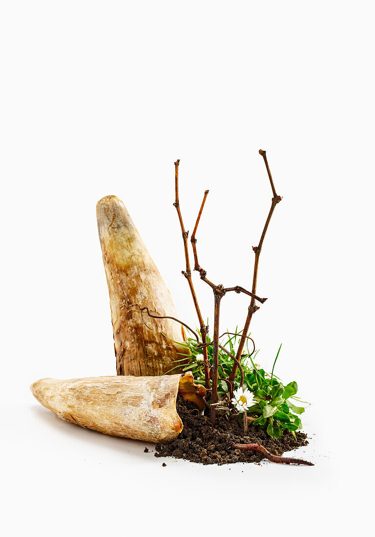 Symbolic image of biodynamic viticulture - cow horn, earth, flower, and earthworm