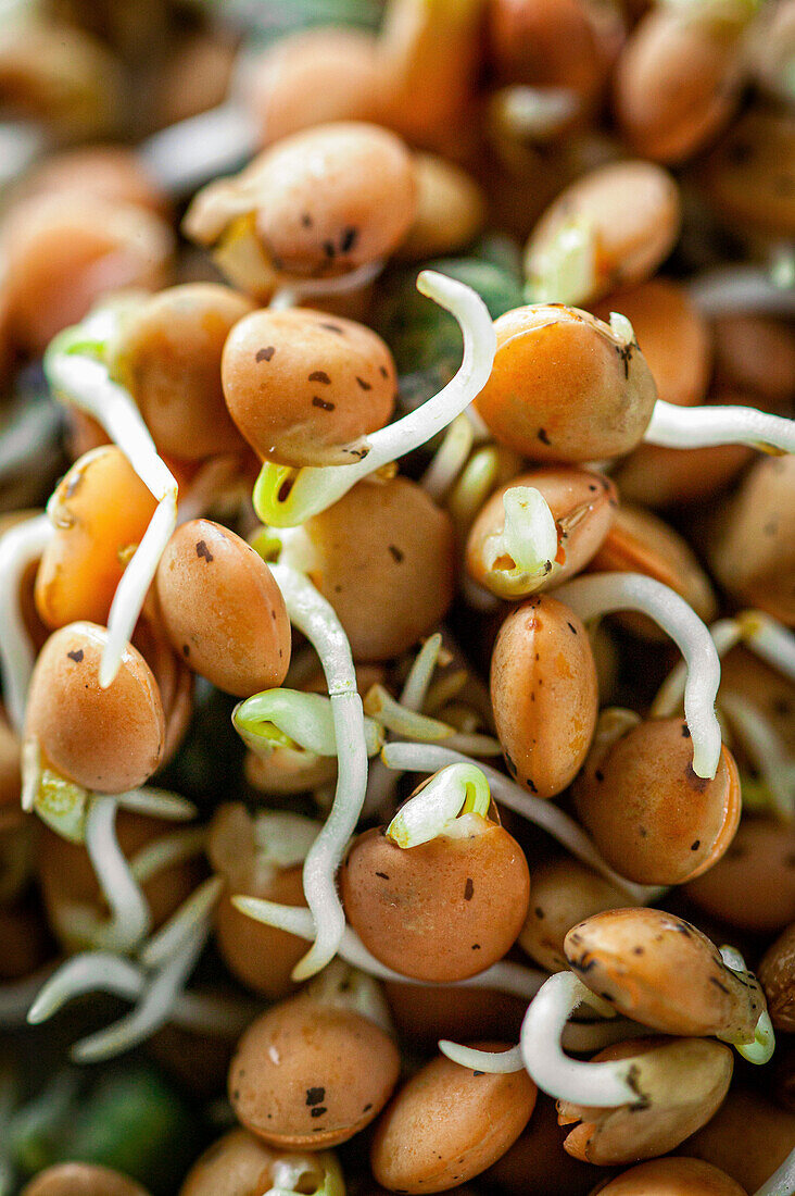 Fresh lentil sprouts