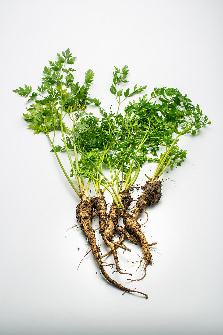 Parsley roots with soil