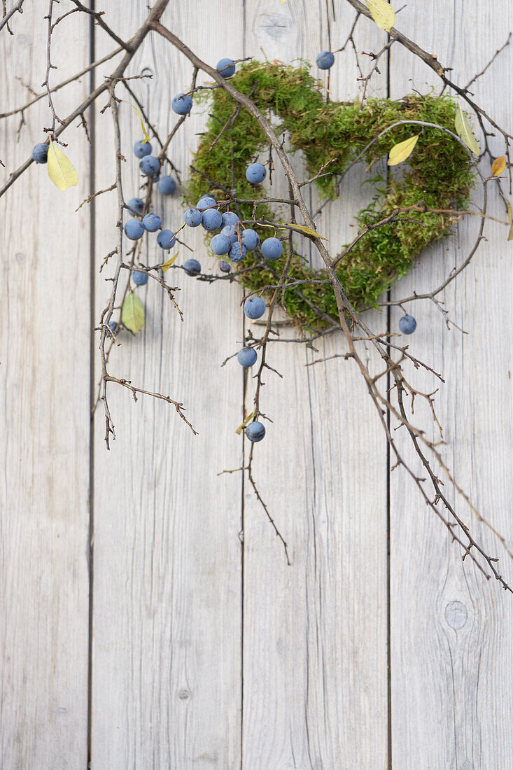 Heart made of moss and sloes (Prunus spinosa)