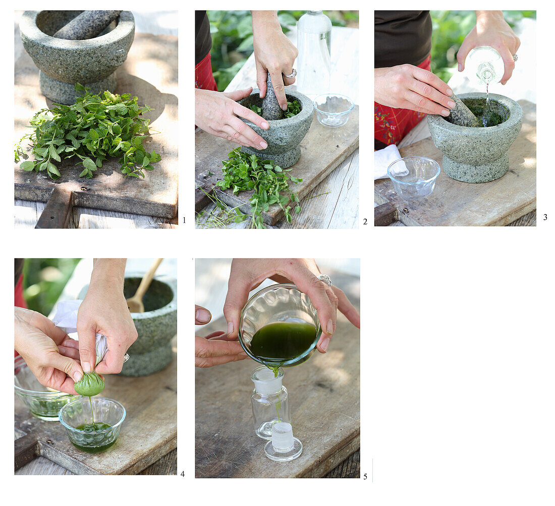 Making speedwell extract (for badly healing wounds and rheumatic pains)