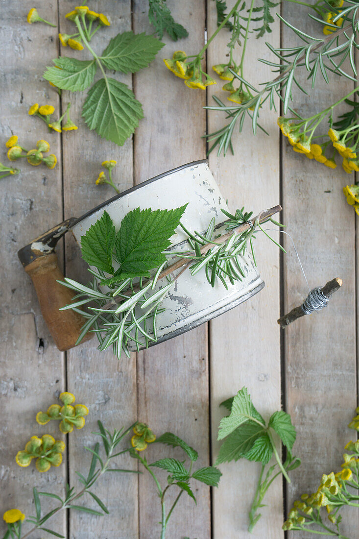 Rainfarn (Tanacetum vulgare) und Messbecher mit Holzgriff, dekoriert mit Rosmarin und Brombeerblätter