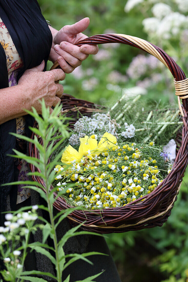 Basket of skin-friendly medicinal plants