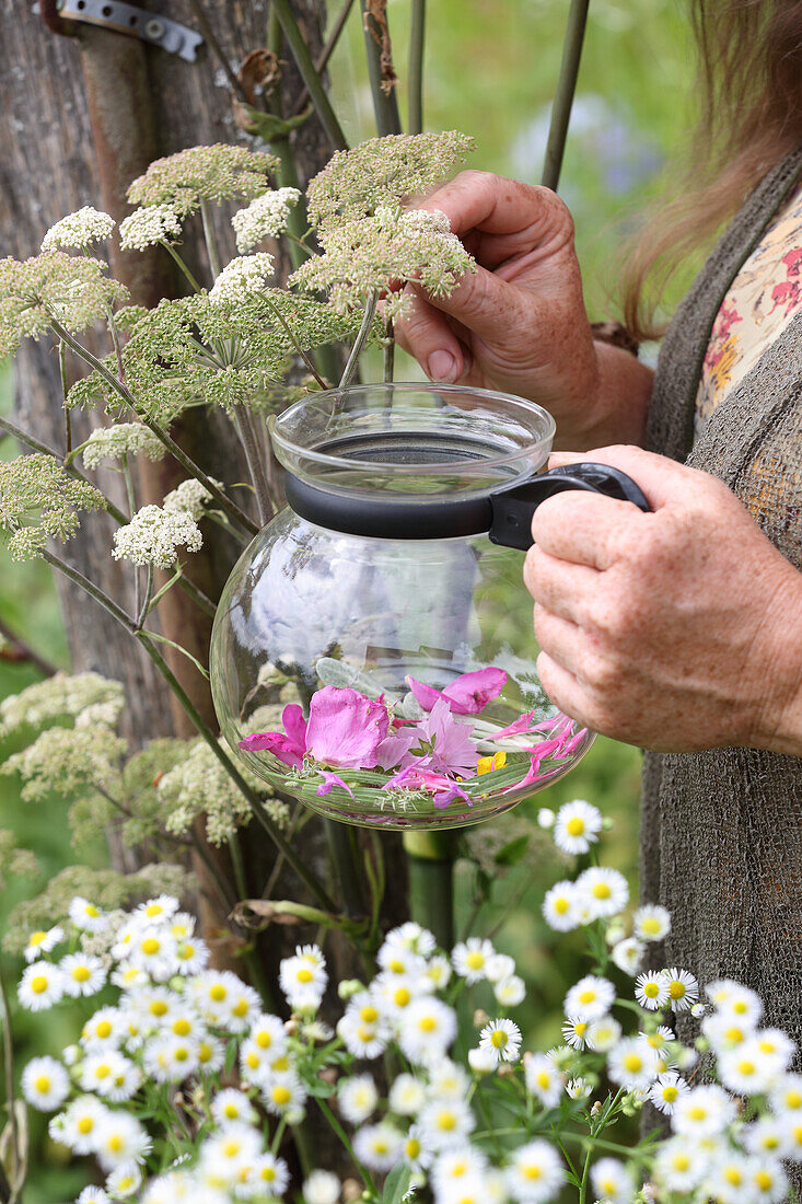 Heilpflanzen für Tee in Teekanne sammeln (Lundi-Tee)