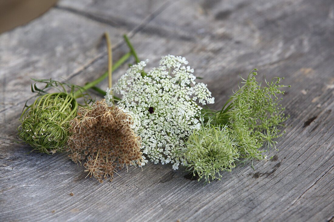 The flower of the carrot closes to form seeds like a bird's nest