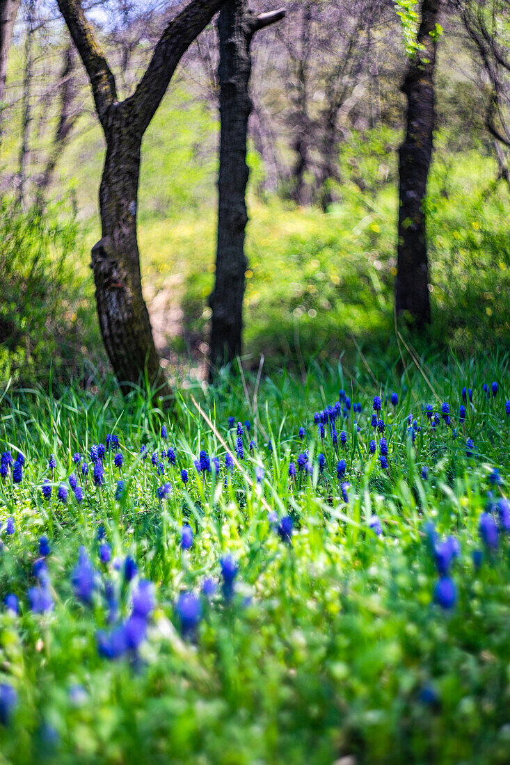 Traubenhyazinthen blühen auf einem Feld im Frühlingswald