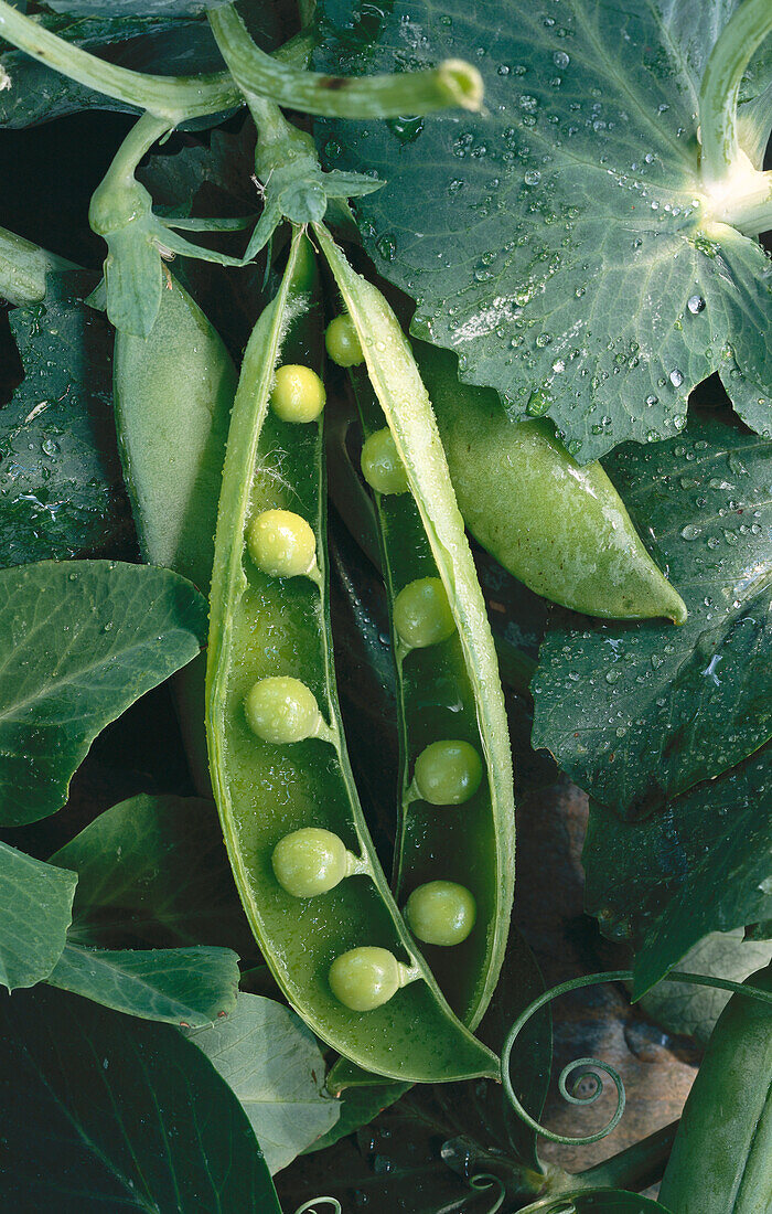 Pea pods and pea leaves (filling the picture)