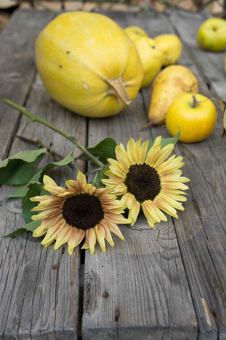 Sunflowers between quinces, pears and pumpkin on wooden table