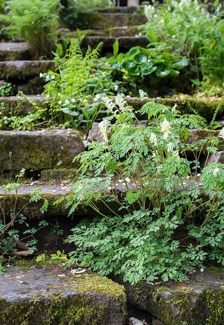 Bewachsene alte Steinstufen im Garten