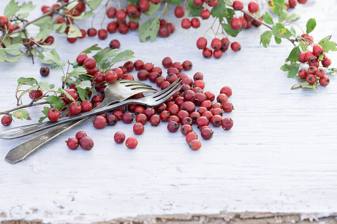 Weißdornbeeren