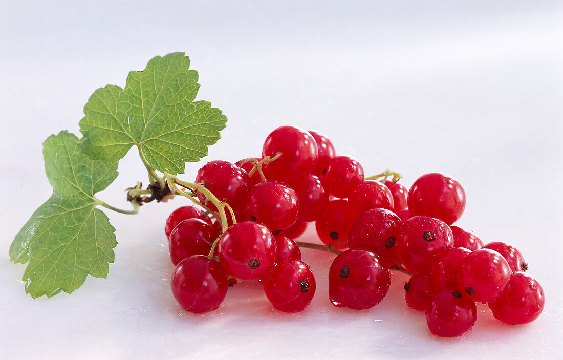 Red currants with a leaf against a light background