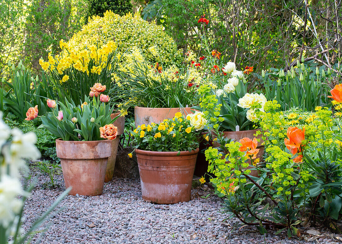 Frühlingsblumen in weißen und gelben Tönen in Terrakottatöpfen am Gartenweg entlang