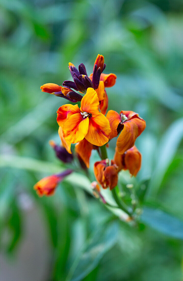 Horny goat weed (Erysimum cheiri) in a garden