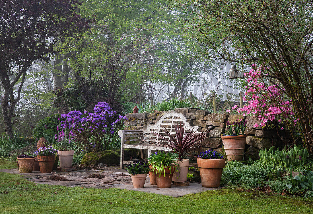 A seating area in front of a dry stone wall surrounded by rhododendron 'Gristede' and pink azaleas