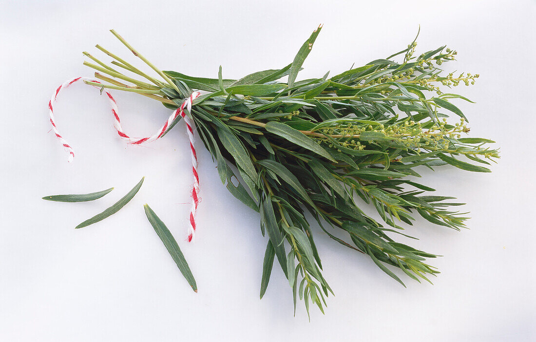 One bunch of tarragon on a light background