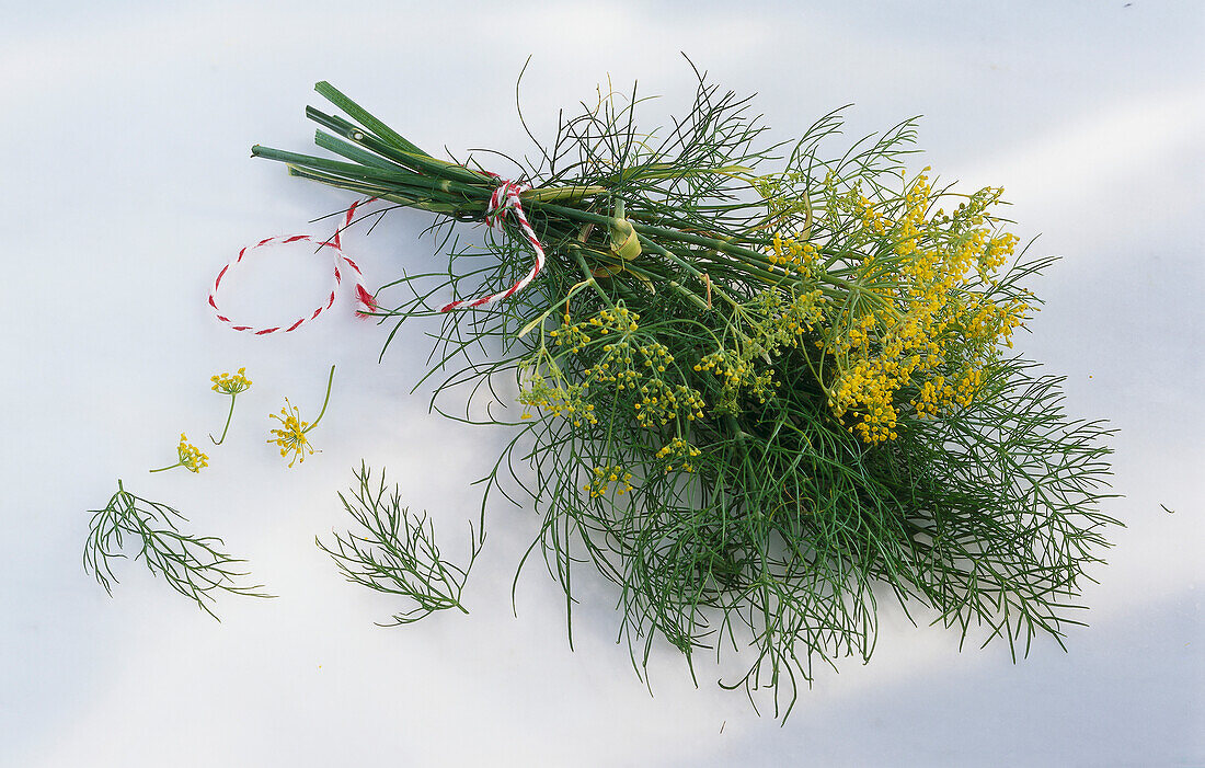 Ein Bund Fenchel auf hellem Untergrund