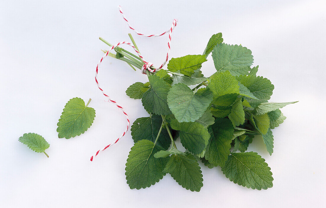 One bunch of lemon balm on a light background