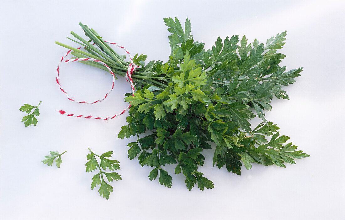One bunch of flat-leaf parsley on a light background