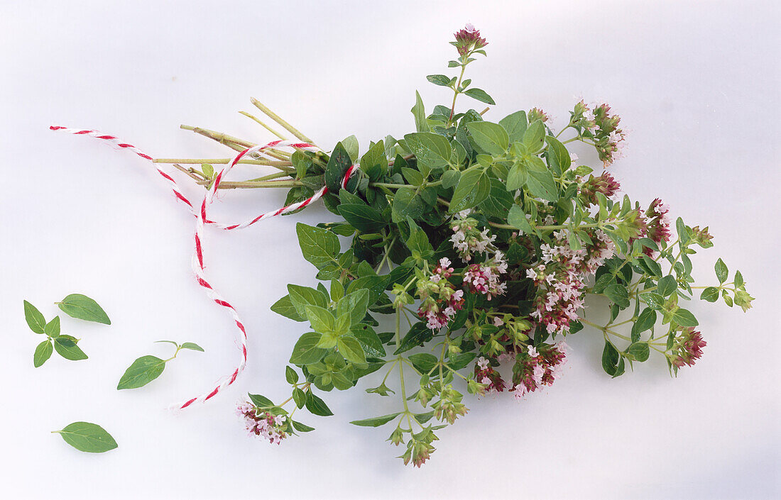 Ein Bund Oregano mit Blüten auf hellem Untergrund