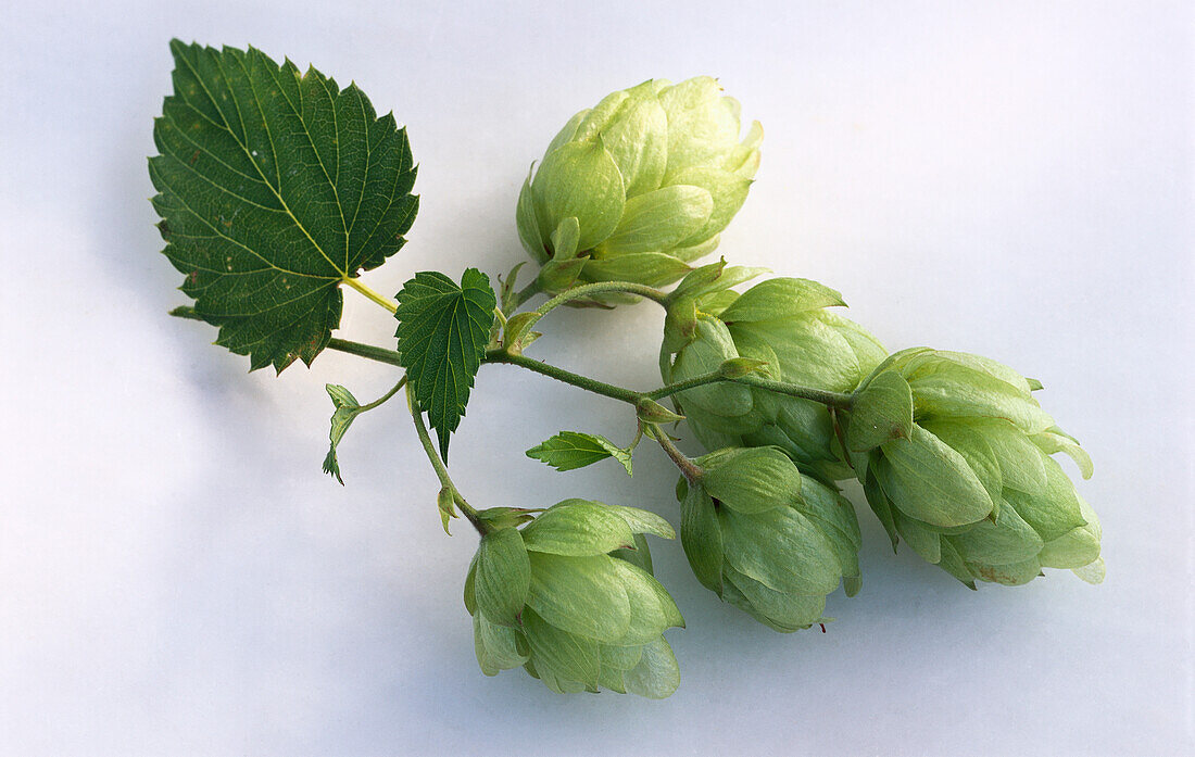 Hops branch with cones and leaves on a light background