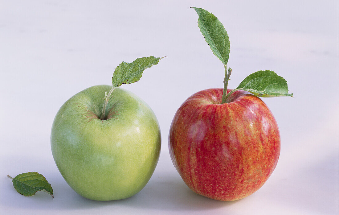 Ein grüner Apfel und ein roter Apfel, je mit Blatt